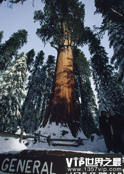世界上最大的树