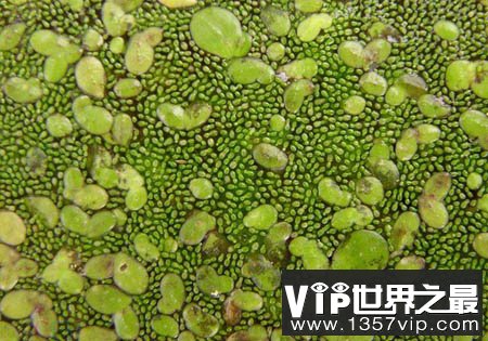 世界上最小的花：无根萍