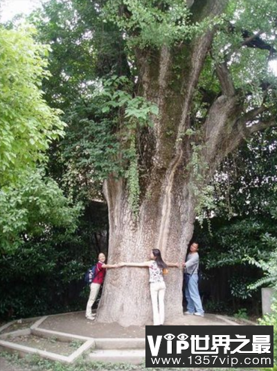 世界上最老的树