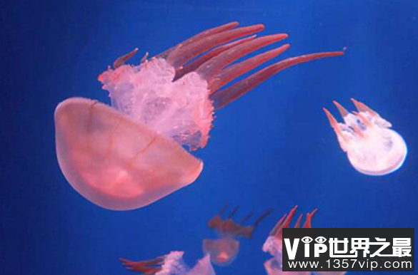赤月水母也就是海蜇，被称为海产八珍之一