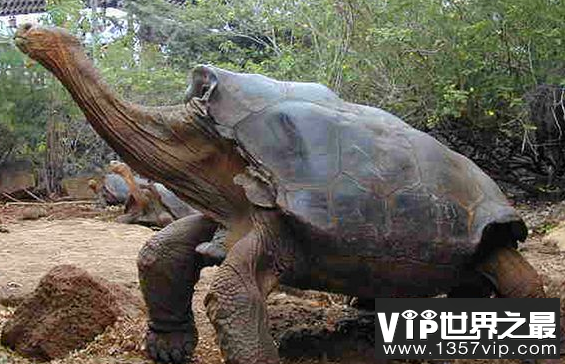 世界上最大的乌龟排名