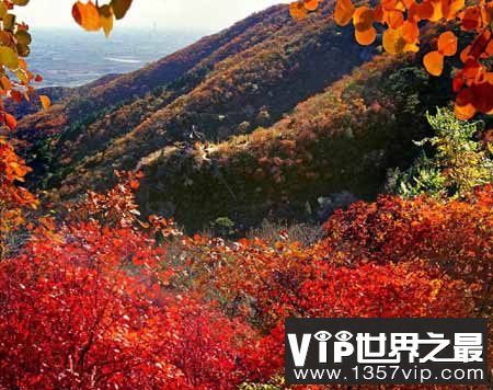 香山的红叶是并不是枫树叶子 而是“黄栌”叶子