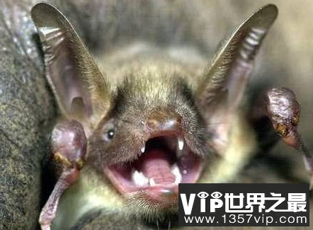 世界上最可怕的蝙蝠：吸血蝙蝠