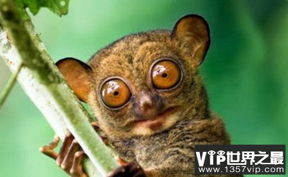 世界上最小的猴子：眼镜猴眼镜猴的名字由来
