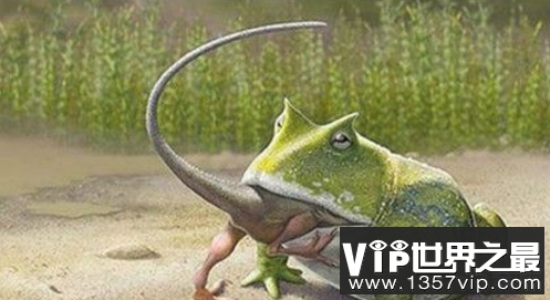 史上最大的青蛙：魔鬼蛙，恐龙蛋都敢吃