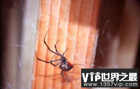 世界上最毒的蜘蛛，被咬到应该怎么办?