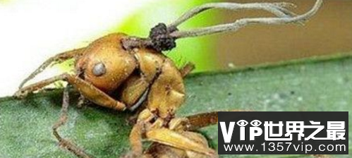 僵尸蚂蚁的形成过程，人类也会被寄生吗?