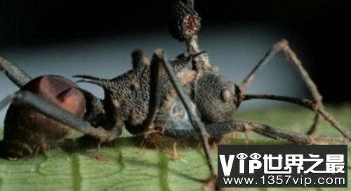 僵尸蚂蚁的形成过程，人类也会被寄生吗?