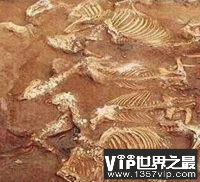 秦朝古墓当中的无价之宝，灭绝的动物的骸骨