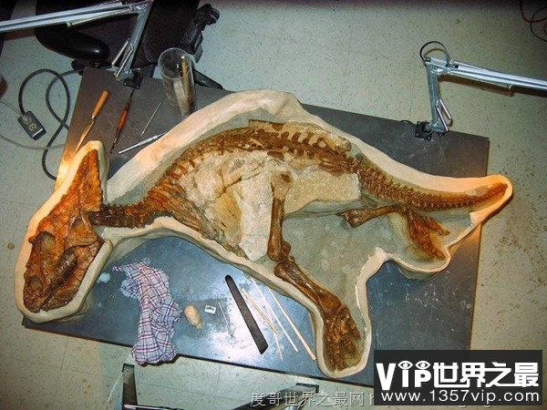 7000万年后才破案！科学家找到恐龙宝宝的死因