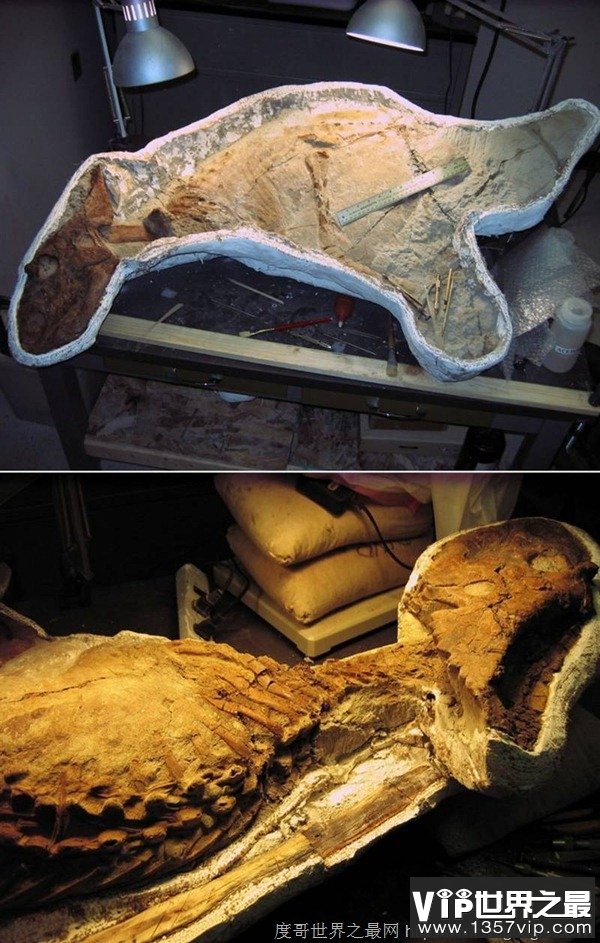 7000万年后才破案！科学家找到恐龙宝宝的死因