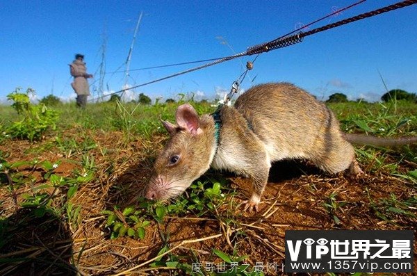 APOPO训练非洲巨型老鼠嗅出地雷和炸弹