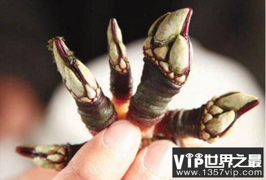 鹅颈藤壶就是狗爪螺，被人们吃到快灭绝的极品美味