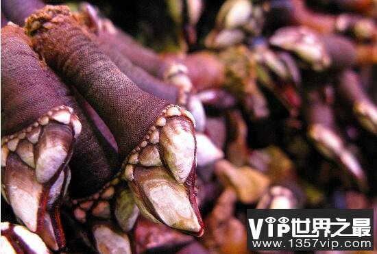 鹅颈藤壶就是狗爪螺，被人们吃到快灭绝的极品美味