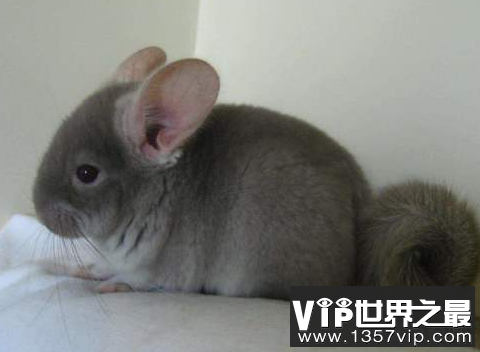 世界上最漂亮的老鼠 世界上最可爱的鼠类