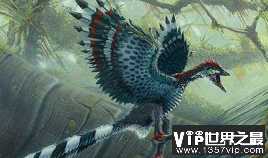 始祖鸟是不是鸟的祖先，它也许就是一只恐龙