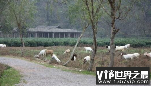 诡异的湖北钟祥水没坪村，生一人死一人魔咒是真的吗？