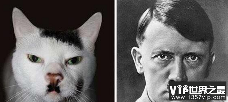 希特勒猫斯大林猫，一只像希特勒一只像斯大林