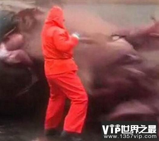 台南抹香鲸爆炸事件，鲸鱼腐败爆炸内脏横飞