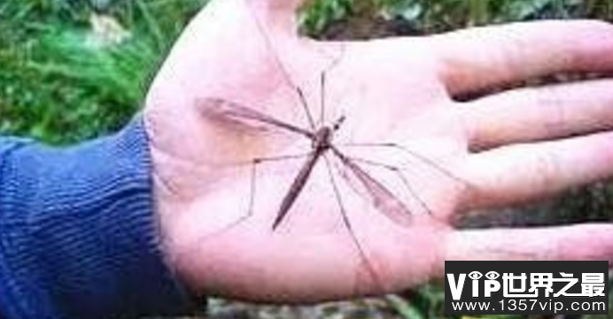 华丽巨蚊比成人巴掌还大，不吸血只吃同类。