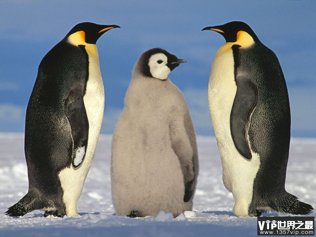 为什么企鹅只生活在南极,北极为什么没有企鹅？