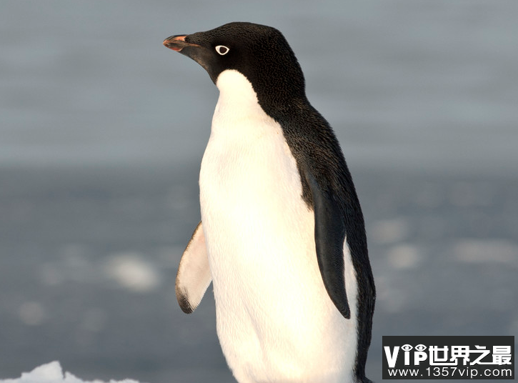 为什么北极没有企鹅，北极有很多凶猛的动物