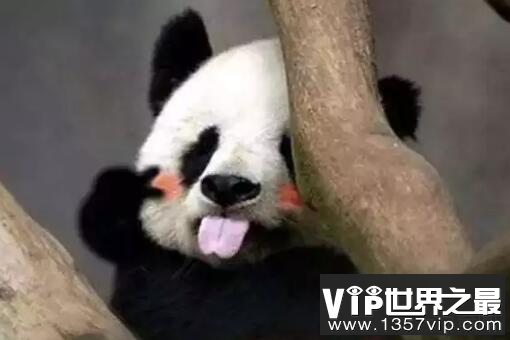 【外国有大熊猫吗】哪些国家有中国大熊猫？