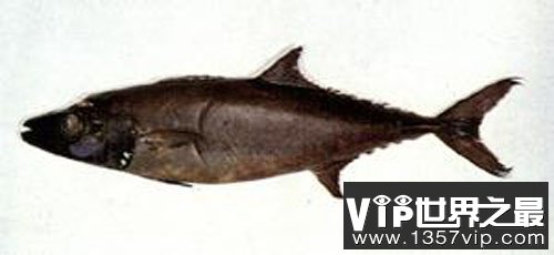 异鳞蛇鲭为什么是油鱼 油鱼和鳕鱼有什么区别？