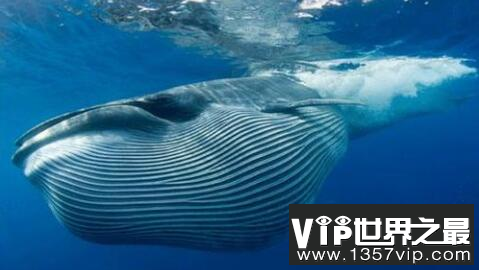 世界上最大的鲸鱼前十排名 鲸鱼寿命最长有多久？