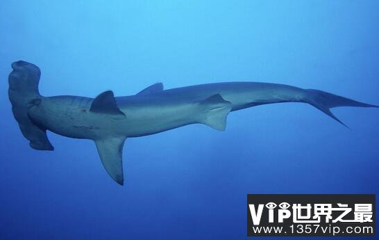 双髻鲨拥有和人类一样的双视力，双眼可360度环顾四周