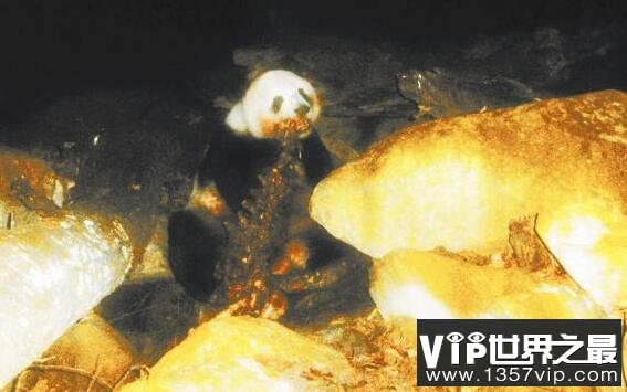大熊猫的祖先—始熊猫，不吃竹子而是吃肉(是最早的熊猫)