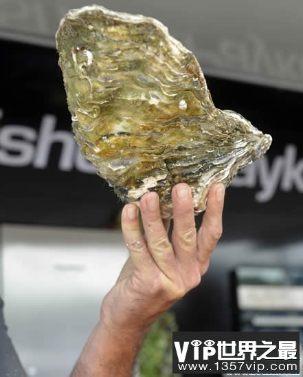 世界上最大的牡蛎，重达4.3斤(载入吉尼斯纪录)(www.5300tv.com)