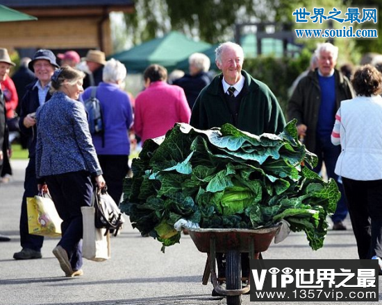 世界上最大的花菜，英国老汉种出54斤花菜(www.5300tv.com)