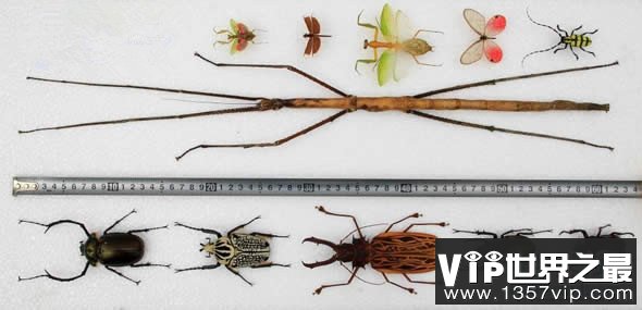 最新世界上最长的昆虫，长62.4厘米的巨型竹节虫(www.5300tv.com)