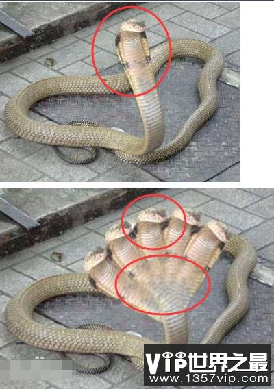 印度神庙惊现五头蛇，五头蛇是真的吗(假的/是人为的ps作品)