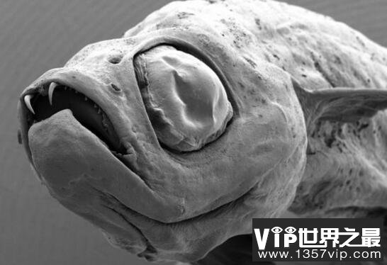 吸血鬼鱼仅有17毫米长，牙齿早在5千万年前就消失了