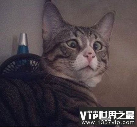 盘点这些年走红网络的喵星人，惊讶猫被活活玩死