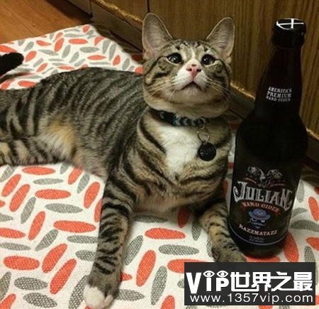 盘点这些年走红网络的喵星人，惊讶猫被活活玩死