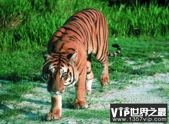 爪哇虎已灭绝，被人类从上万只杀到只剩20只