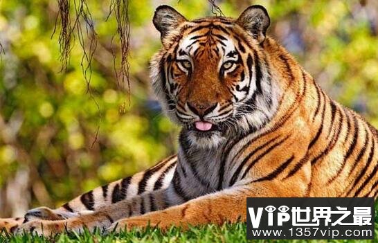爪哇虎已灭绝，被人类从上万只杀到只剩20只