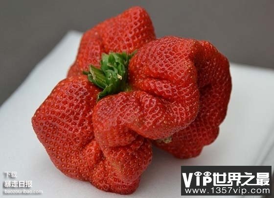 世界上最大的草莓，日本种出重达0.5斤草莓(图)(www.5300tv.com)