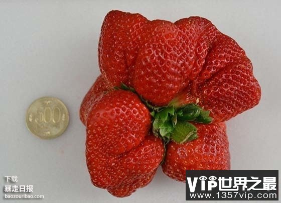 世界上最大的草莓，日本种出重达0.5斤草莓(图)(www.5300tv.com)