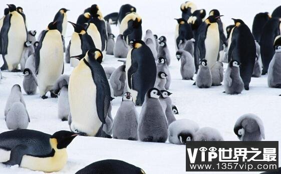 企鹅生活在南极还是北极，主要生活在南极(喜欢寒冷的气候)