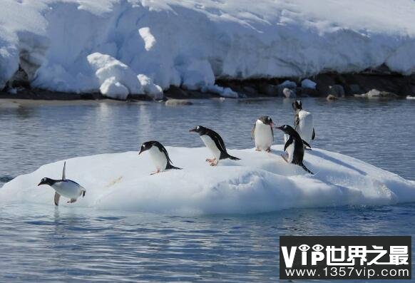 企鹅生活在南极还是北极，主要生活在南极(喜欢寒冷的气候)