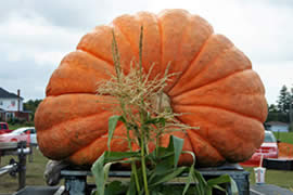 世界上最大最重的南瓜，重1900斤(如汽车一般大)
