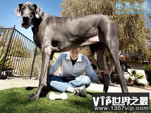 世界上最大的狗，大乔治(高2.2米/重111公斤)(www.5300tv.com)