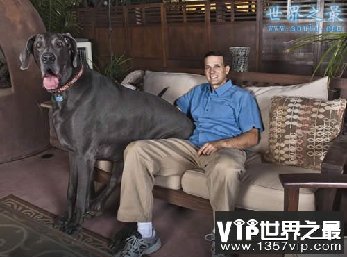 世界上最大的狗，大乔治(高2.2米/重111公斤)(www.5300tv.com)