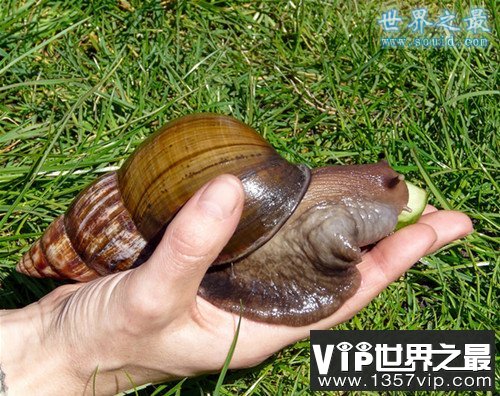 世界上最大的蜗牛，非洲大蜗牛(长20厘米)(www.5300tv.com)