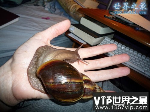 世界上最大的蜗牛，非洲大蜗牛(长20厘米)(www.5300tv.com)