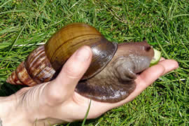 世界上最大的蜗牛，非洲大蜗牛(长20厘米)